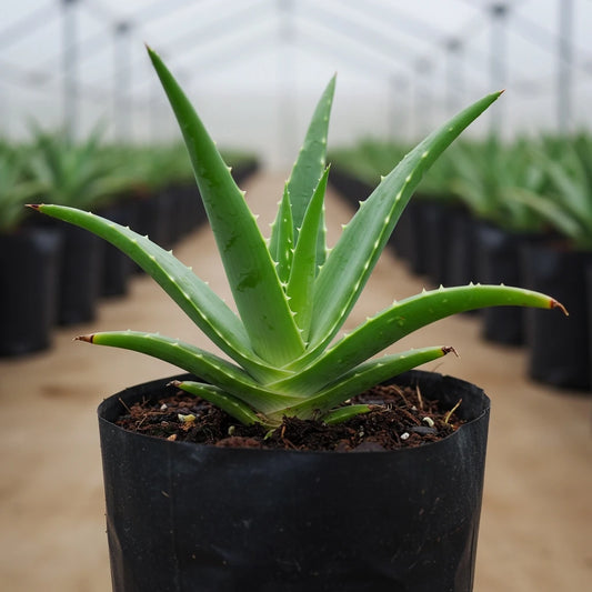 Healthy Aloevera plant in a 4-inch nursery bag