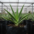 Green Aloevera plant