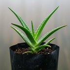 Aloevera plant for sale
