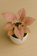 Buy_Syngonium_Pink_plant_online_in_a_stylish_ceramic_pot