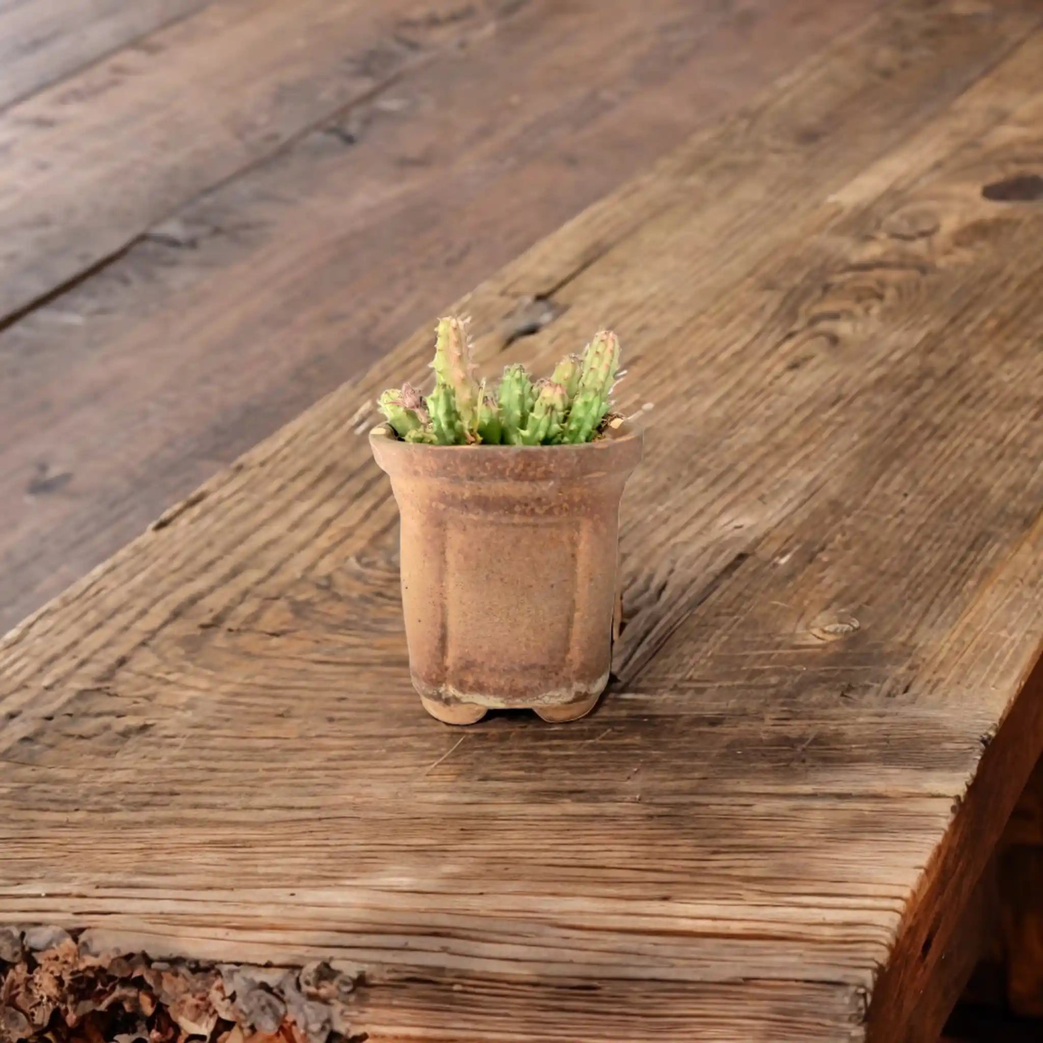 Buy Cactus from Idyl Online. Premium Cactus.