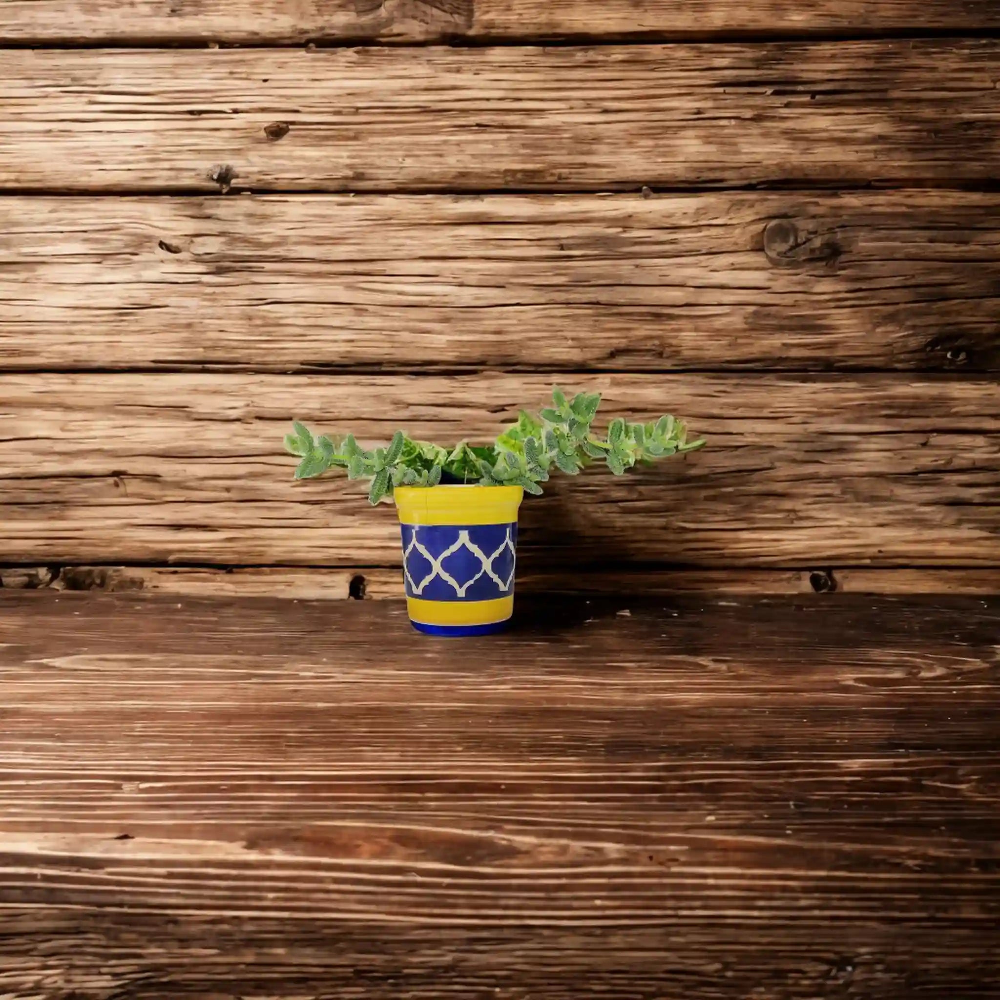 Buy Cactus from Idyl Online. Premium Cactus.