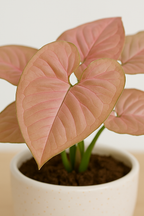 Buy Syngonium Pink for Rs. 150