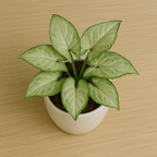 Buy Syngonium Green plant