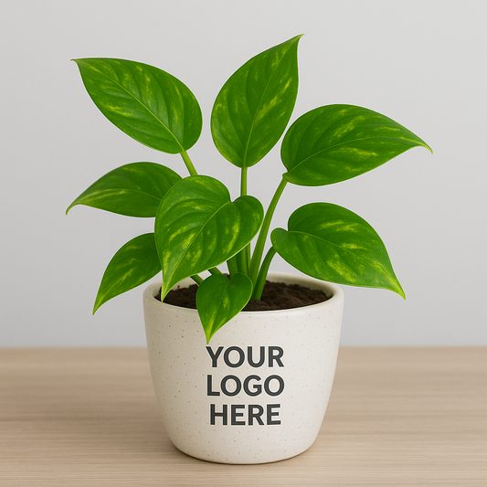 Easy-care Green Money Plant, perfect for gifting