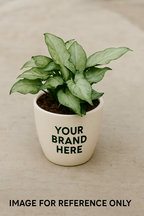 Syngonium Green plant in a pot, ready for gifting