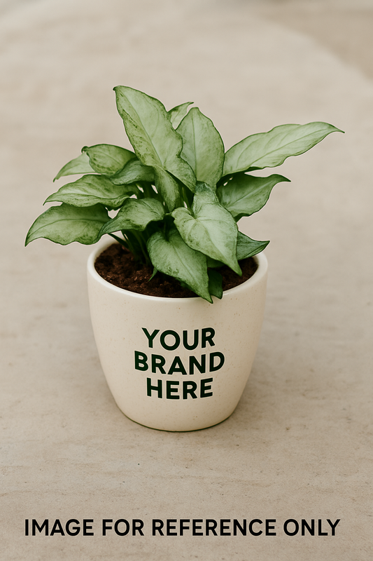 Syngonium Green plant in a pot, ready for gifting