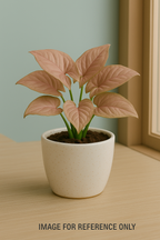 Buy Sygonium Pink Plant from Idyl