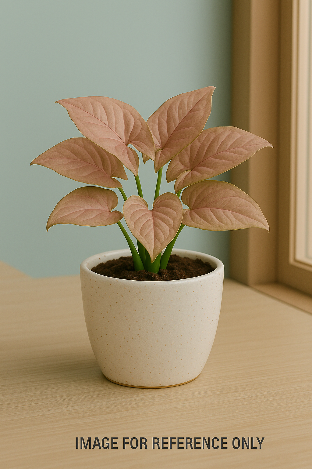 Buy Sygonium Pink Plant from Idyl