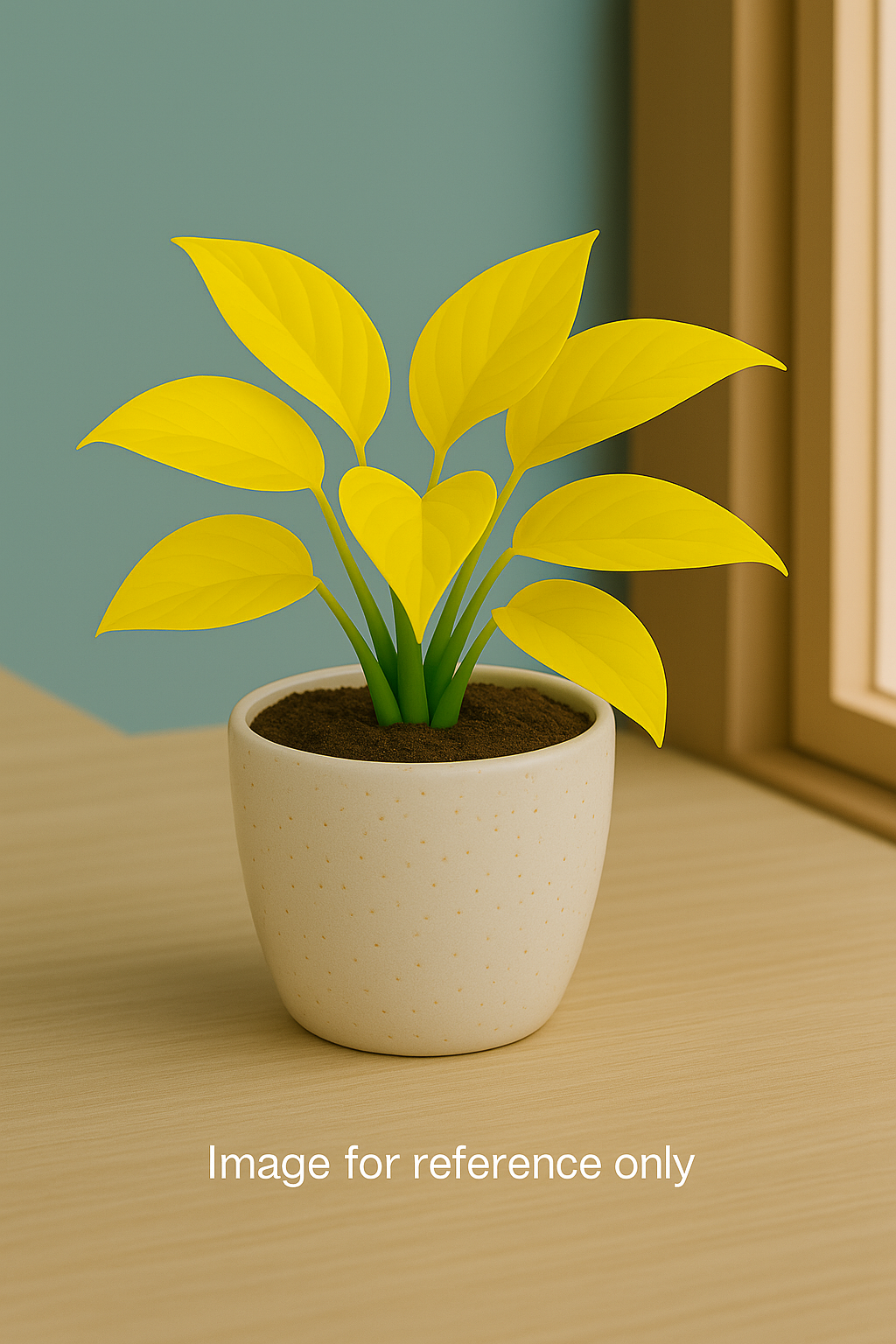 Buy Gold Money Plant from Idyl