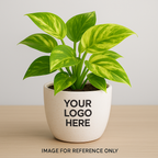 Buy Marble Money Plant from Idyl