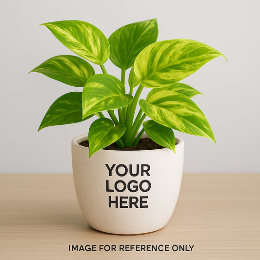 Buy Marble Money Plant from Idyl