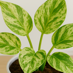Shop Idyl Marble Money Plant 