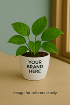 Looking to buy Green Money Plant?