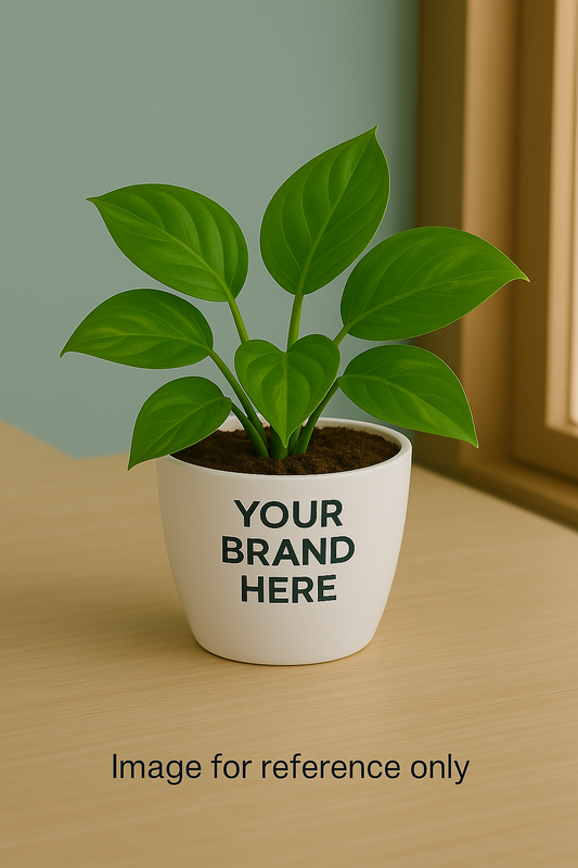 Looking to buy Green Money Plant?