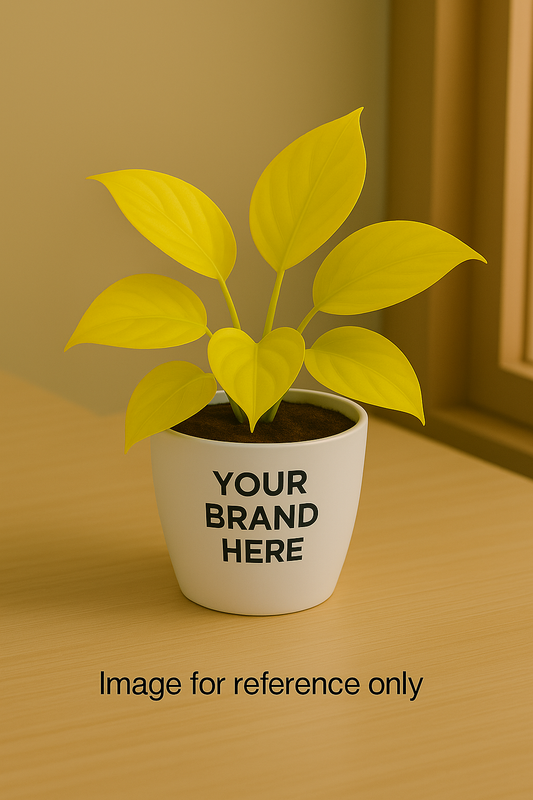 Gold Money Plant in plastic pot