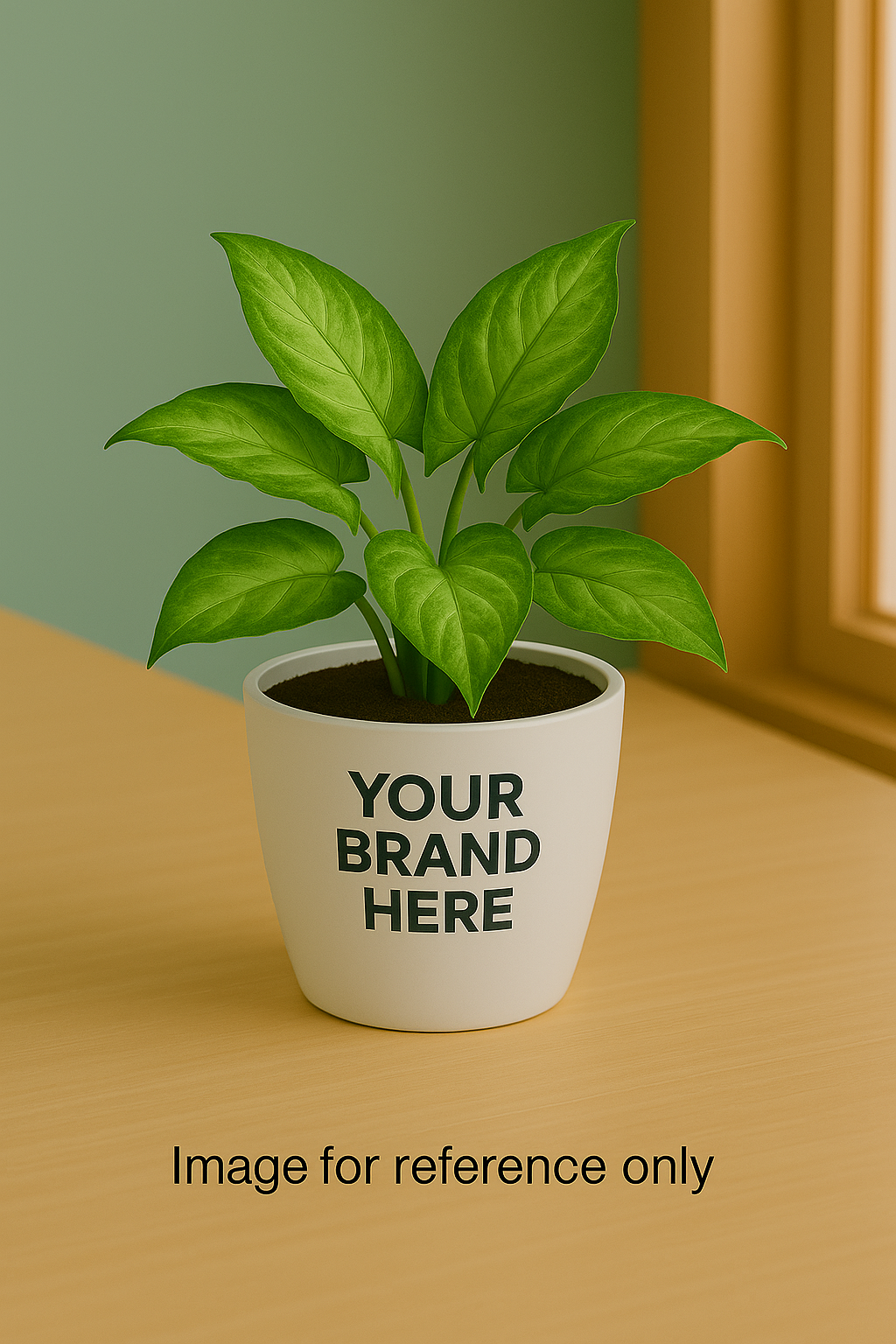 Order Syngonium Green Plant online