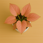 Order Syngonium Pink Plant for Gifting
