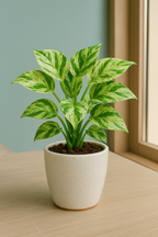 Marble Money Plant in a ceramic pot