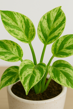 Buy Marble Money Plant Online