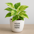 Marble Money Plant in a pot, ready for gifting