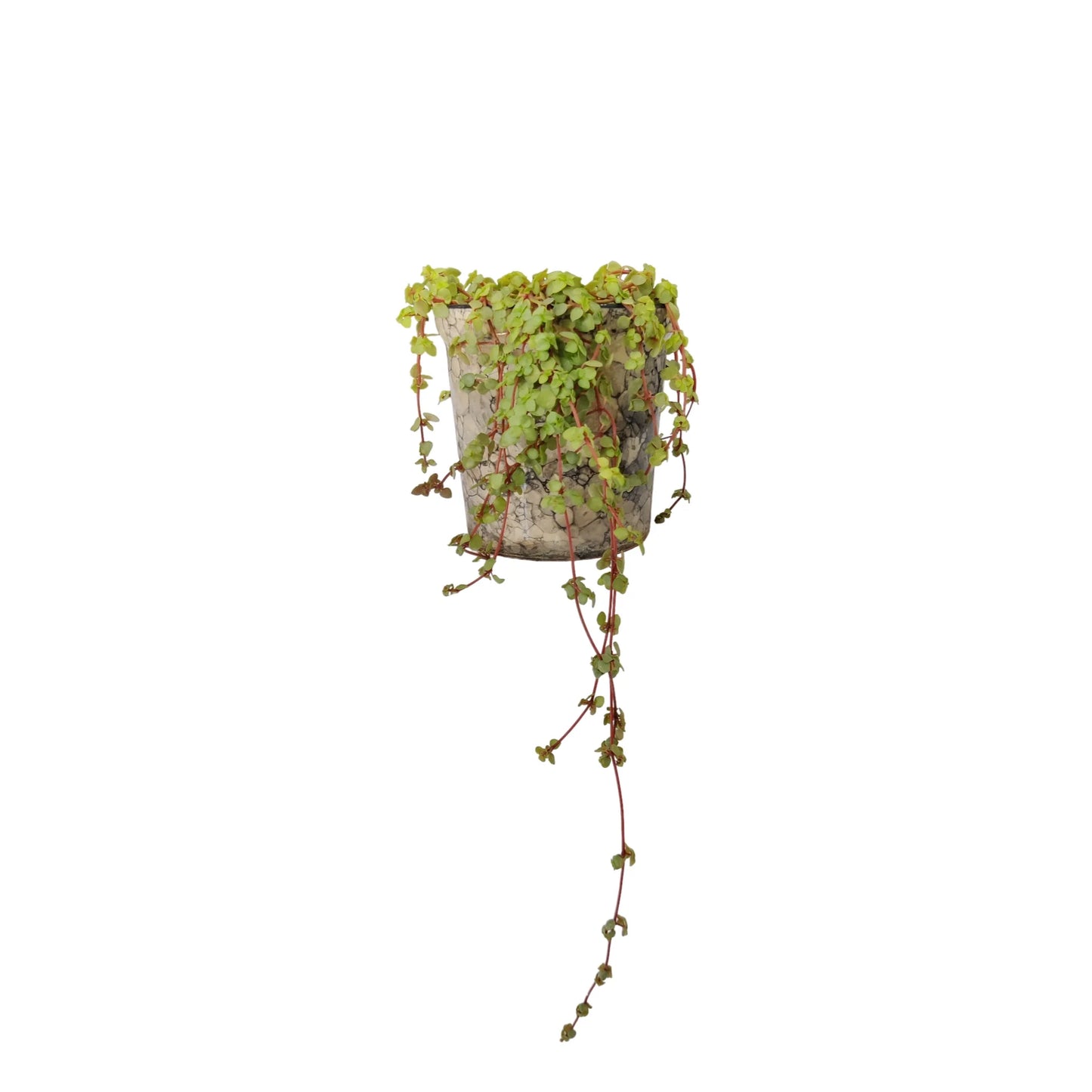 Buy Creeper from Idyl Online. Premium Succulent.
