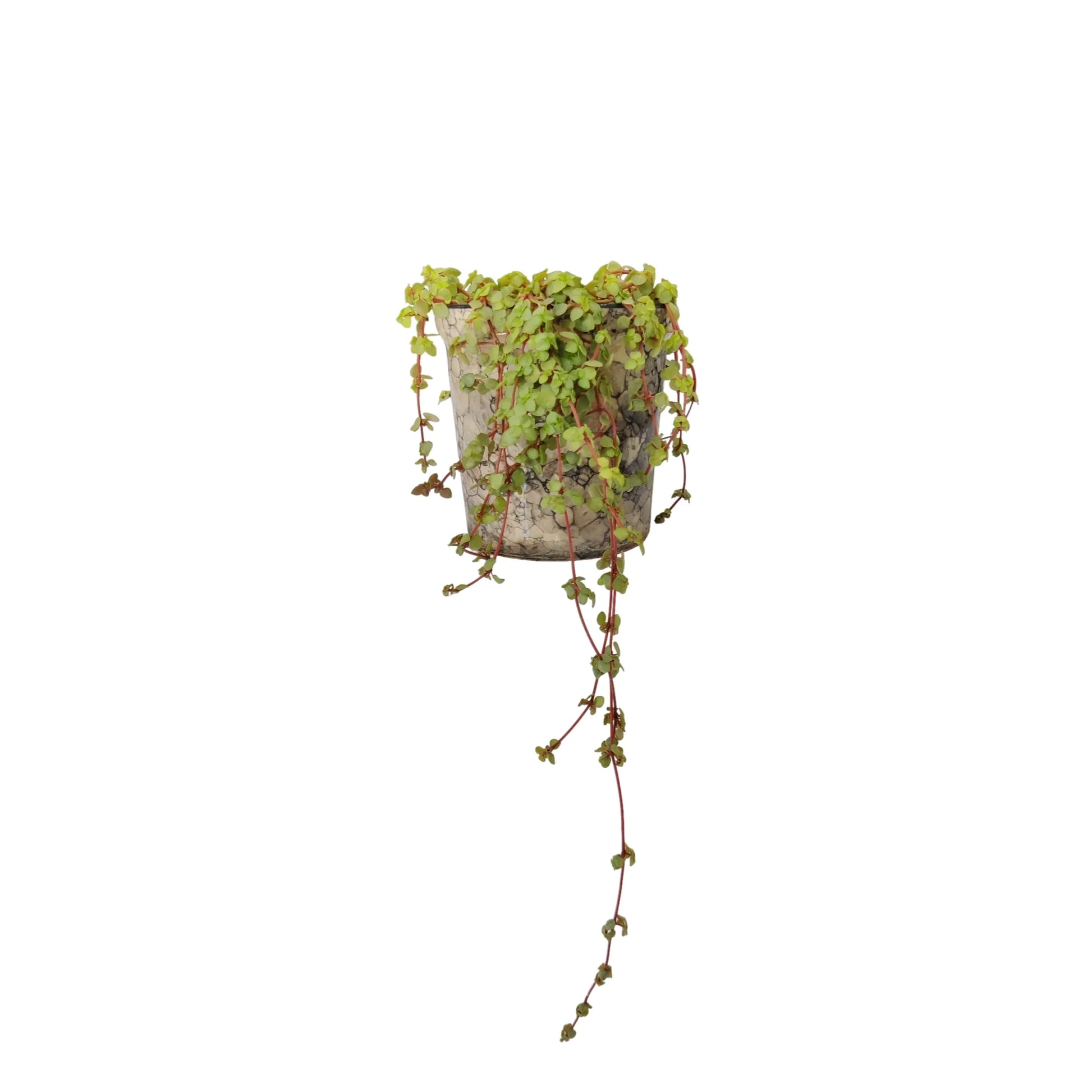 Buy Creeper from Idyl Online. Premium Succulent.