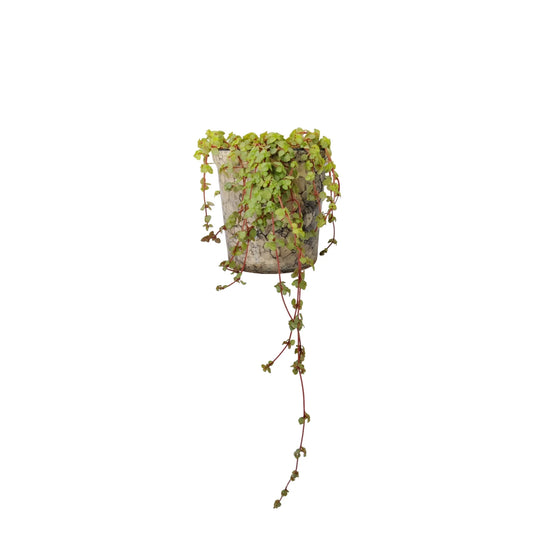 Buy Creeper from Idyl Online. Premium Succulent.