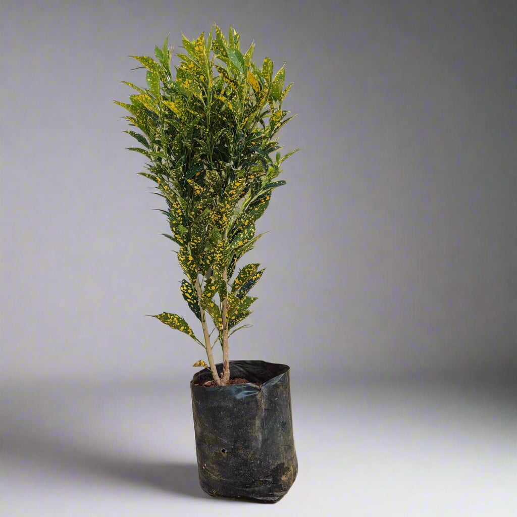 Buy Croton Variegated Plant Online