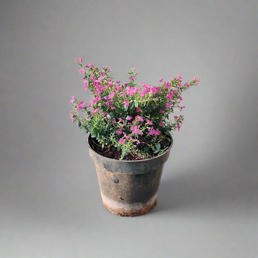 Buy flowering plant that blooms throughout the year