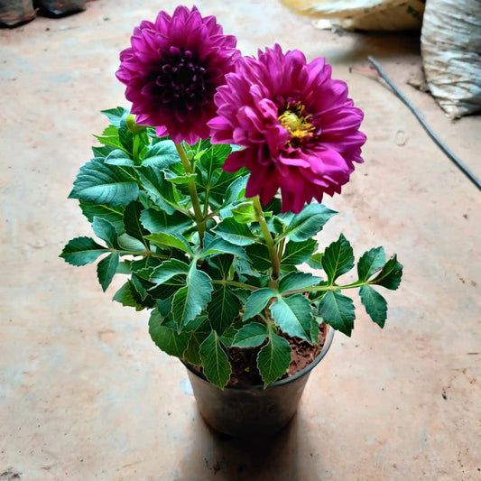 Buy Flower Plants Online TopQuality Delivered Fast