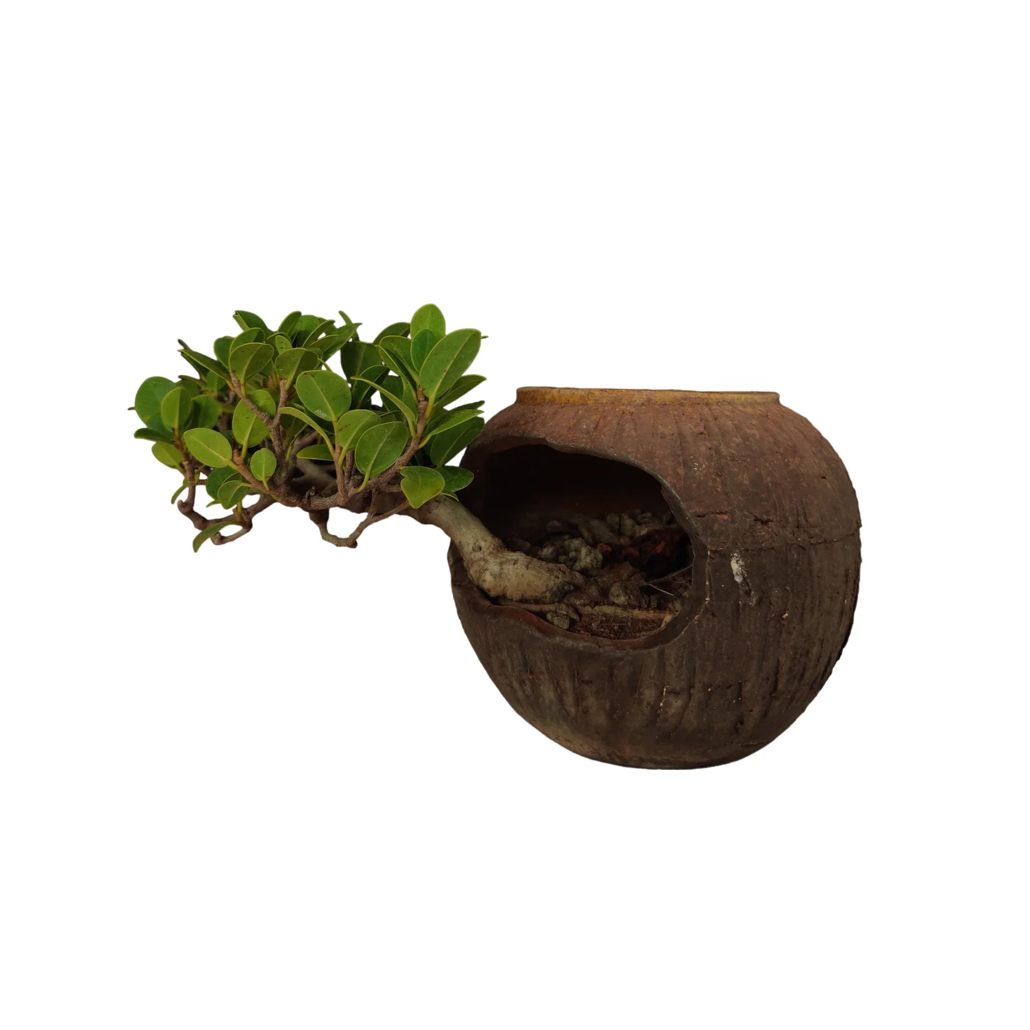 Buy Ficus Bonsai from Idyl Online. Premium Bonsai.
