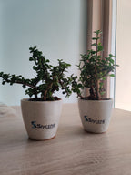 Jade plant with branding | Gifting