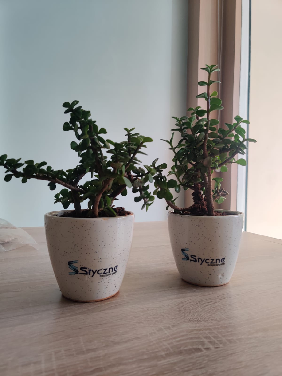 Jade plant with branding | Gifting