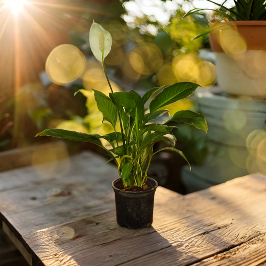 Buy Peace Lily Plant
