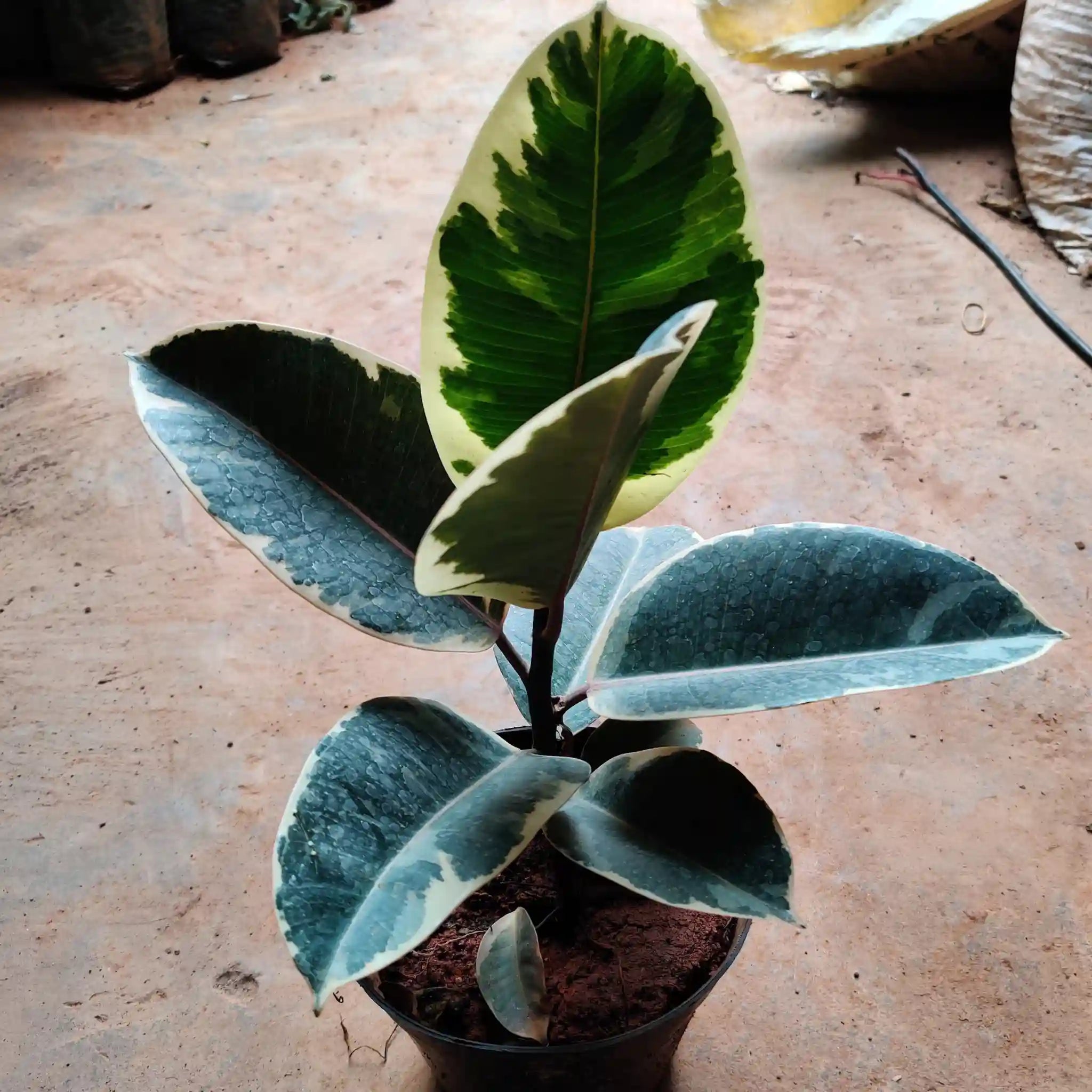 Rubber Plant