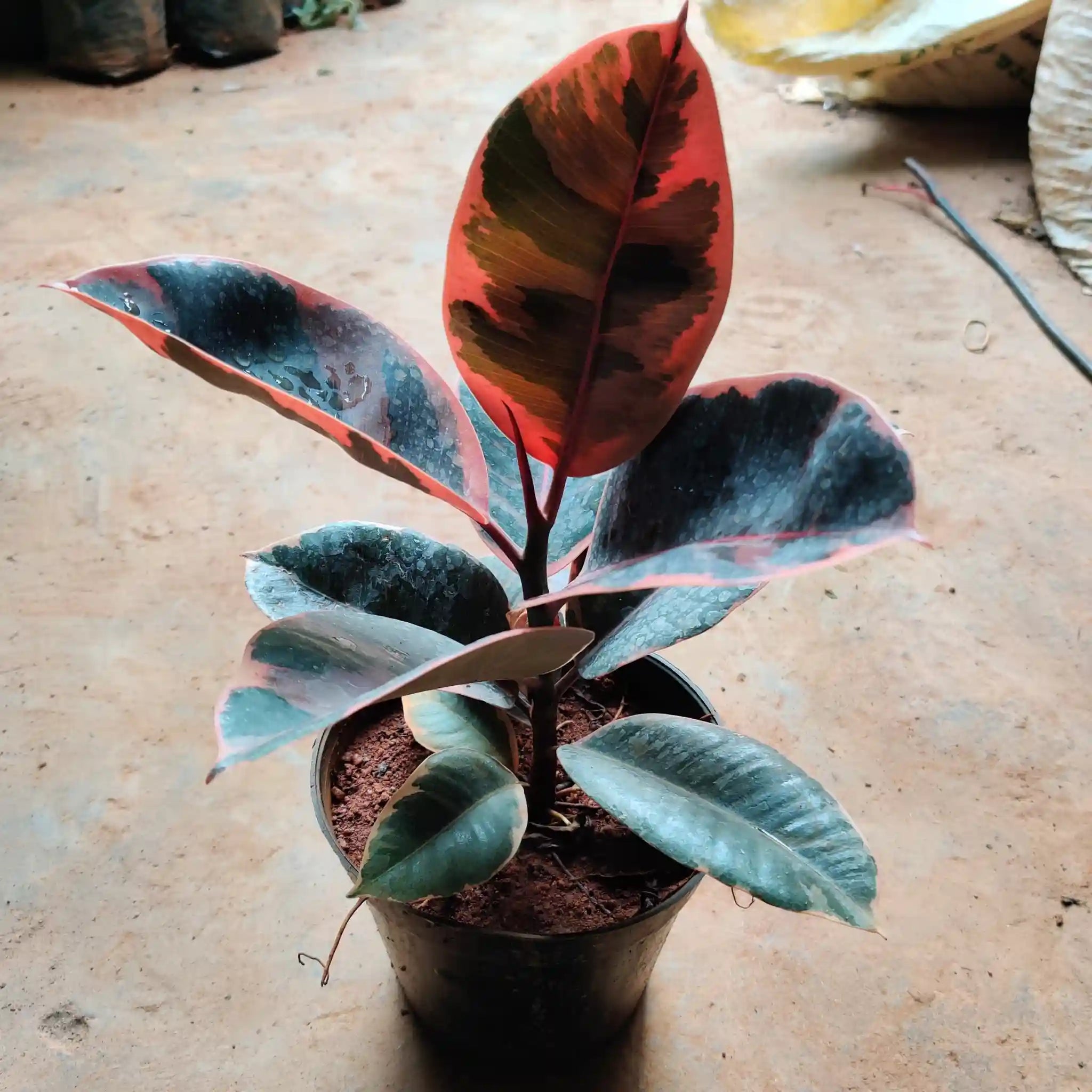 Rubber Plant