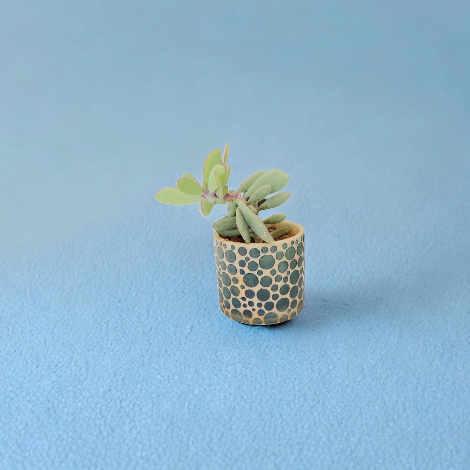 Buy Lagoon Whisperer Succulent from Idyl Online. Premium Succulent.