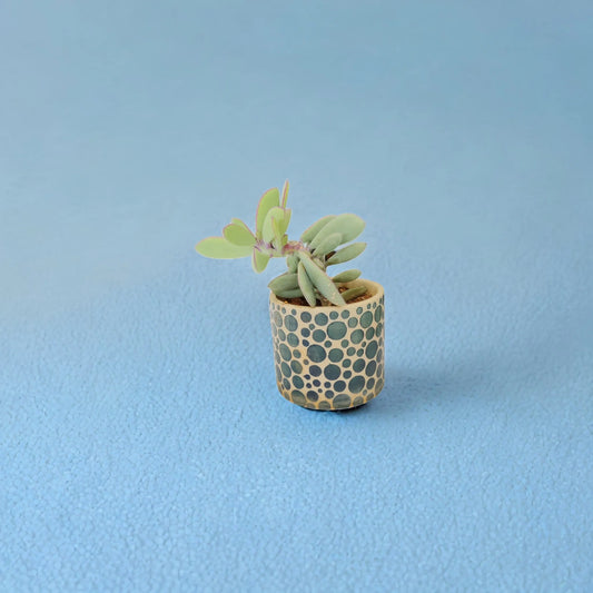 Buy Lagoon Whisperer Succulent from Idyl Online. Premium Succulent.