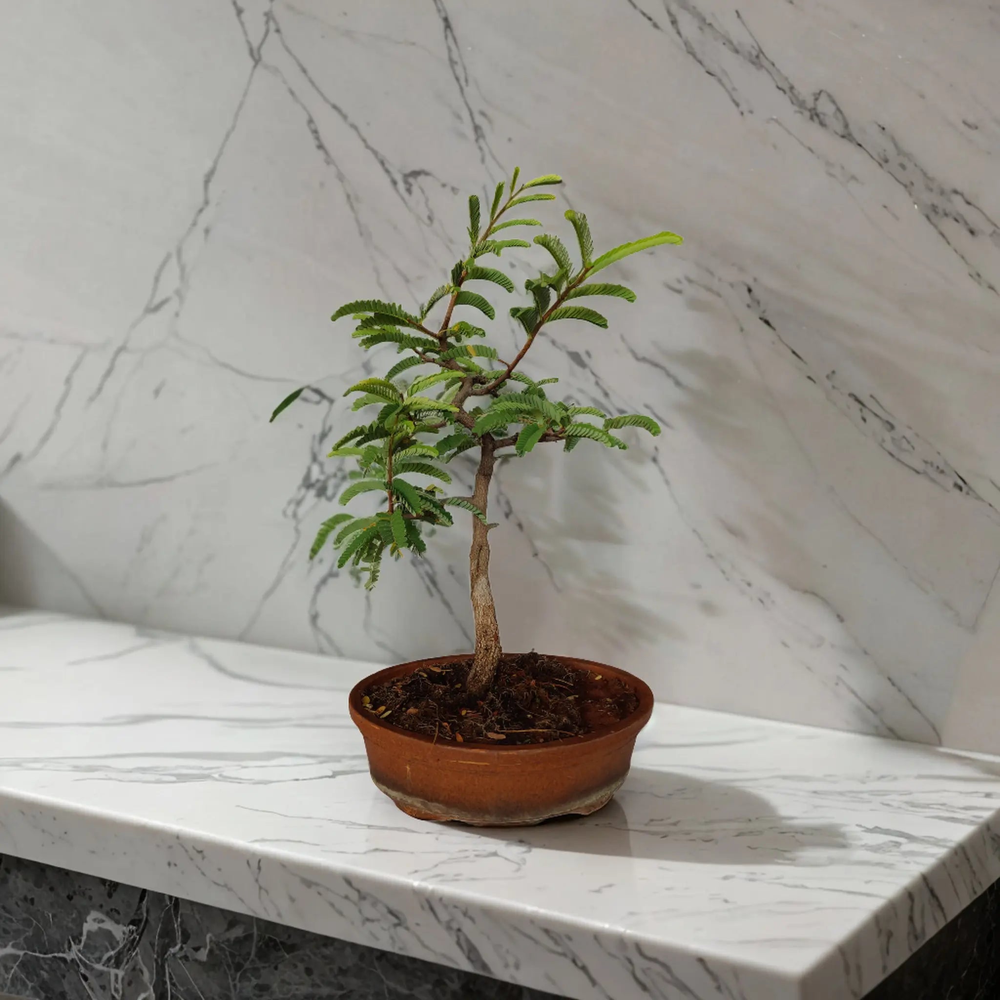 Buy Tamarind Bonsai from Idyl Online. Premium Bonsai.
