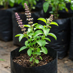 Buy Rama Tulsi Plant online