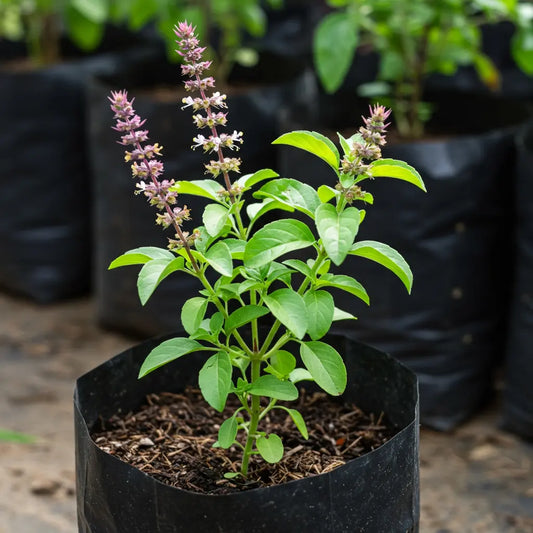 Buy Rama Tulsi Plant online