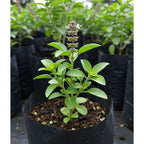 Shop Tulsi Plant from Idyl