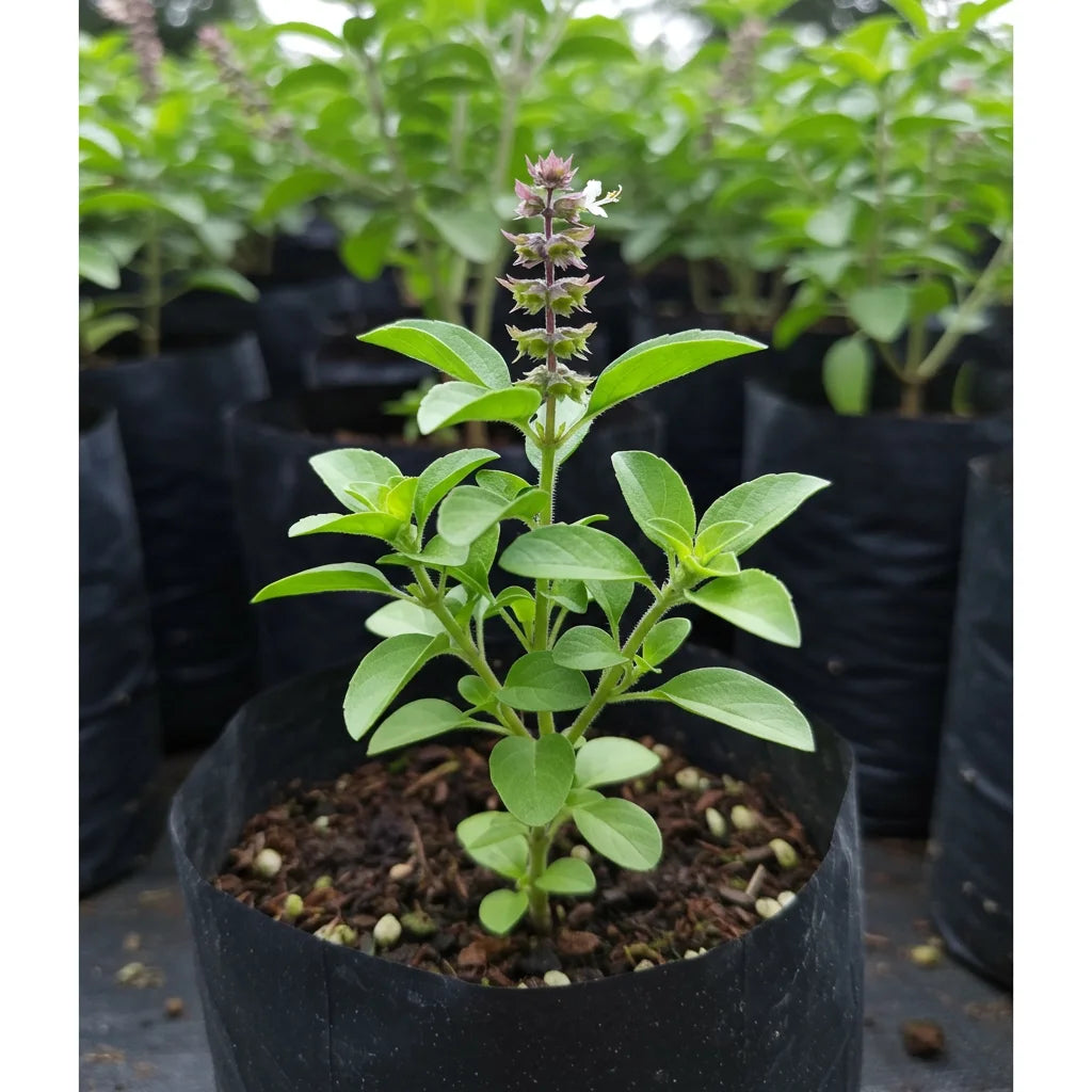 Shop Tulsi Plant from Idyl