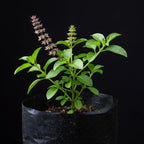 Tulsi Plant for sale
