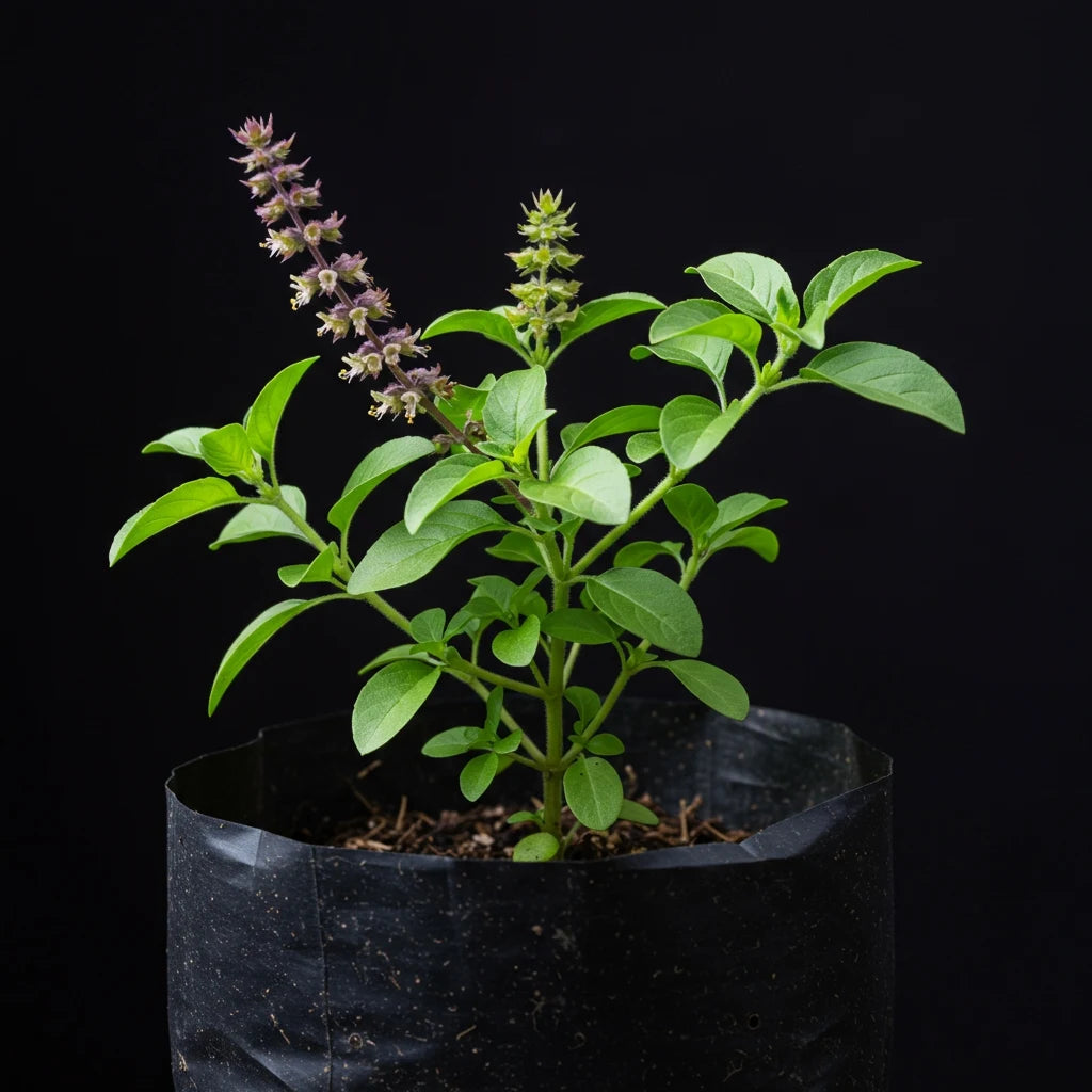 Tulsi Plant for sale