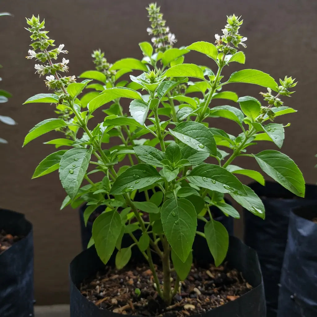 Get your Tulsi Plant from Idyl