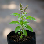 Buy Rama Tulsi Plant