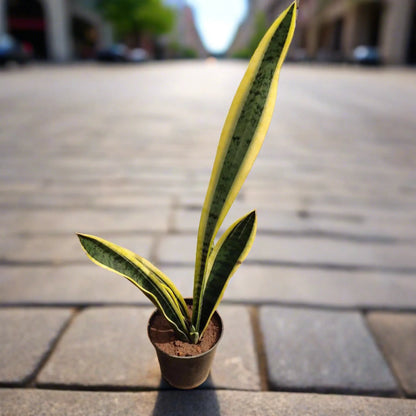 Buy Snake Plant Online - Hardy and Air-Purifying | Shop Now