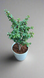 Buy Jade Plant from Idyl